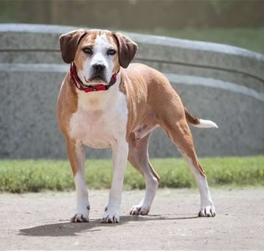 Photo of Hansel