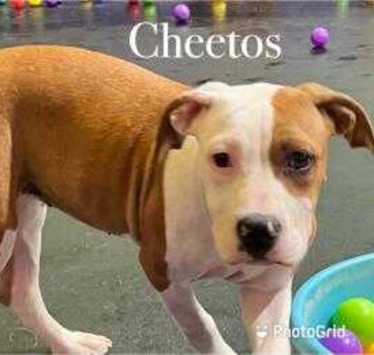 Photo of Cheetos
