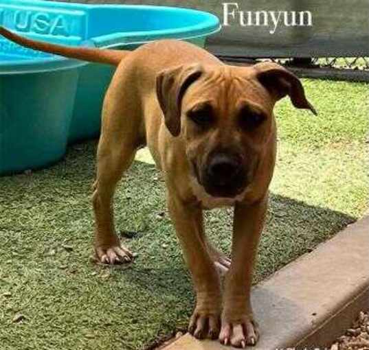 Photo of Funyun