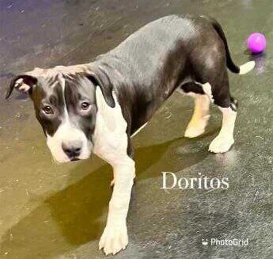 Photo of Doritos