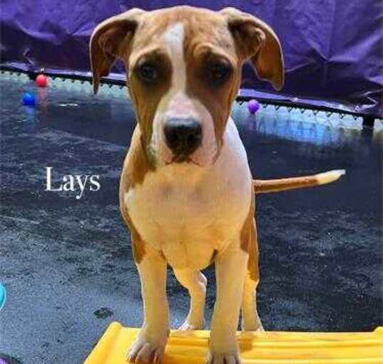 Photo of Lays