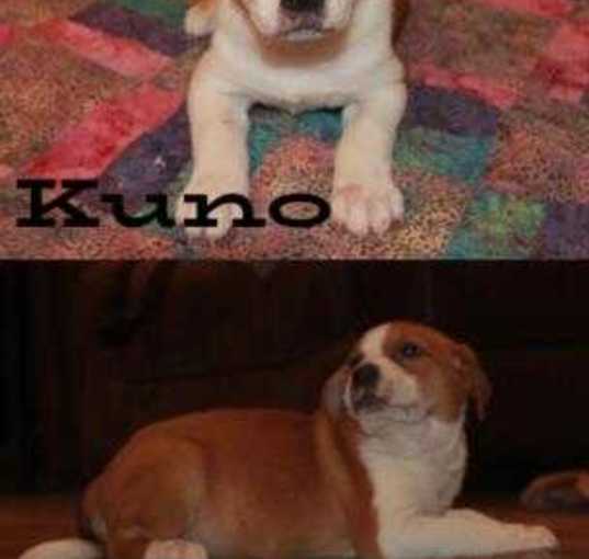 Photo of Kuno