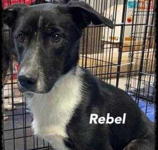 Photo of rebel