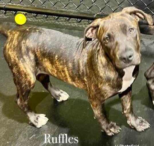 Photo of Ruffles