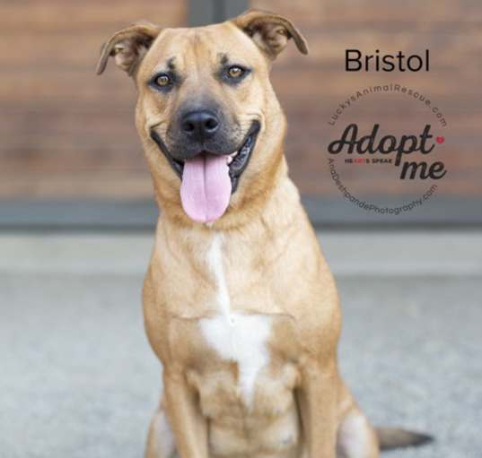 Photo of Bristol