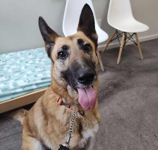Photo of Lyla (AKA Beatrix)
