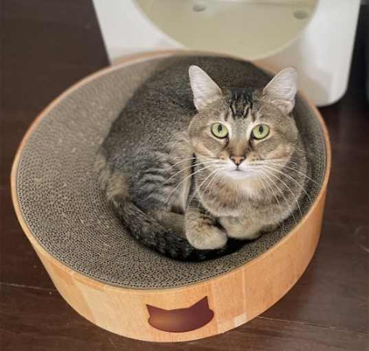 Photo of Maple