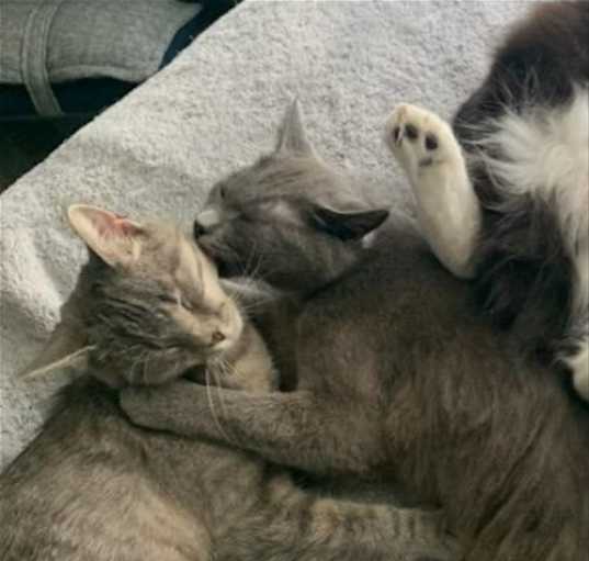 Photo of Matilda and Trixie