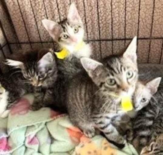 Photo of ABANDONED KITTENS-FOSTERS NEEDED URGENTLY!