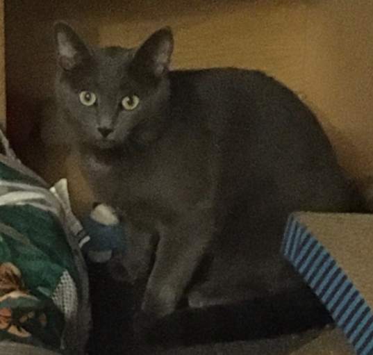 Photo of Max bonded with Nicky