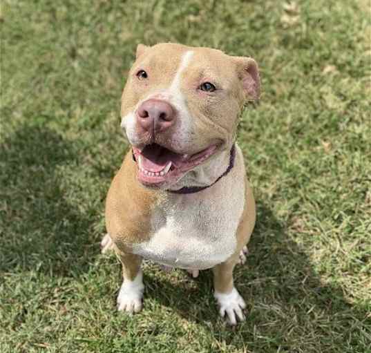 Photo of Nova