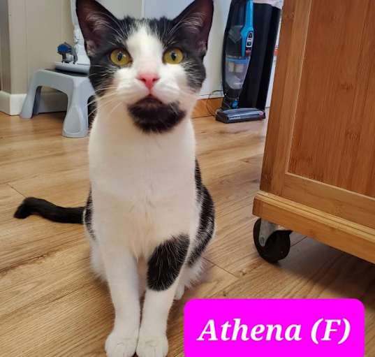 Photo of Athena