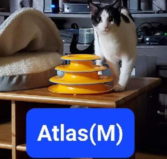 Photo of Atlas