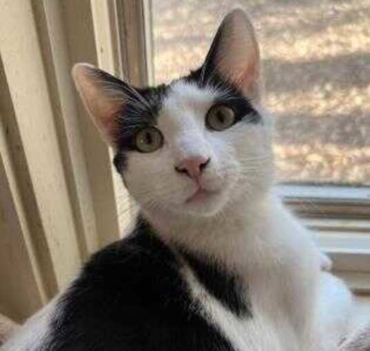 Photo of Cleo