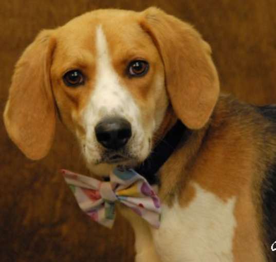 Photo of Griffin