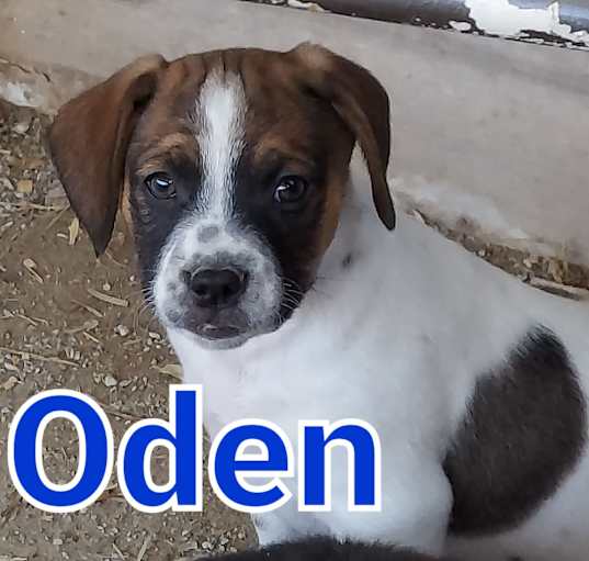Photo of Oden