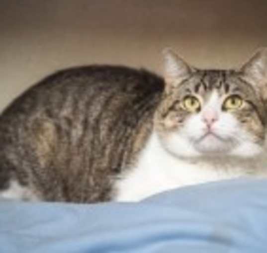 Photo of Wrangler