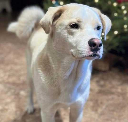 Photo of Buddy
