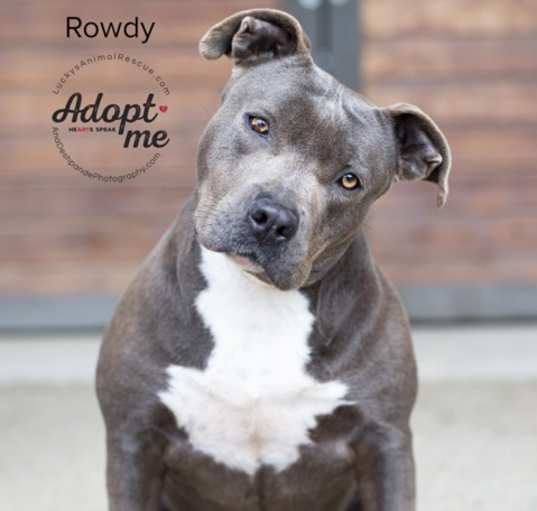 Photo of Rowdy