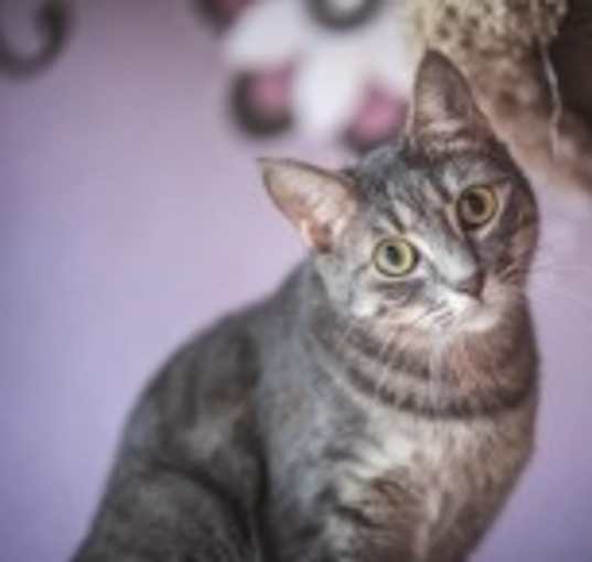 Photo of Maverick