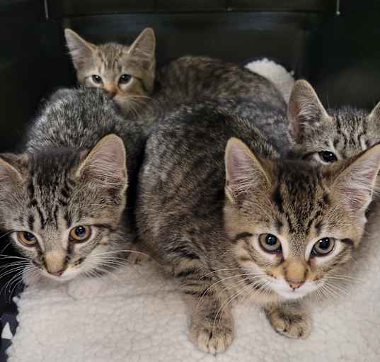 Photo of Kittens