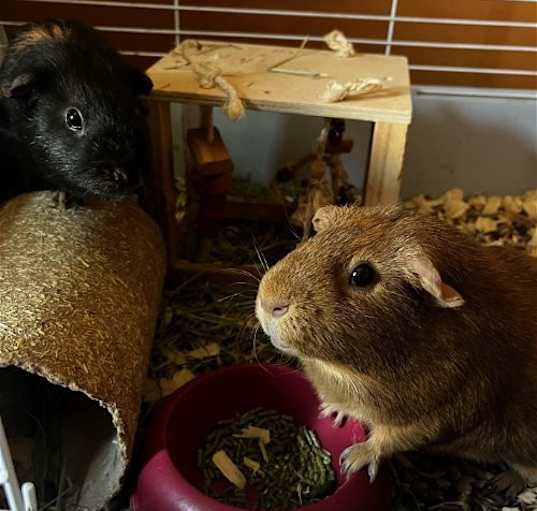Photo of Pumpkin & Spice GUINEA PIGS
