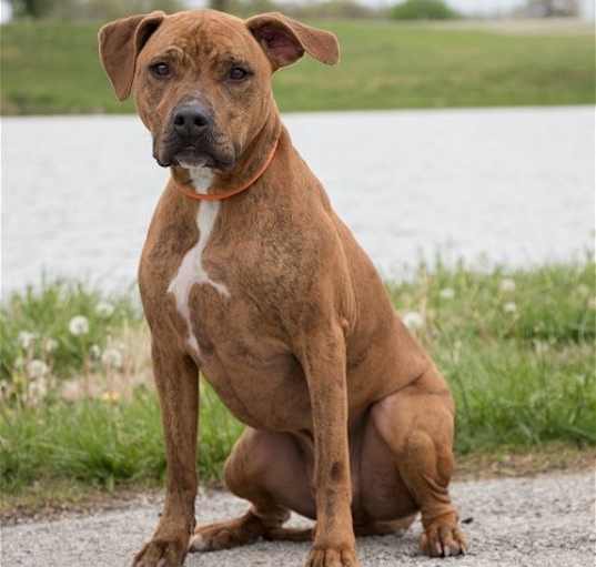 Photo of Indy (Gerard Butler)