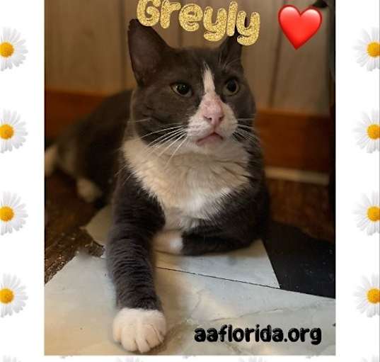 Photo of Greyly