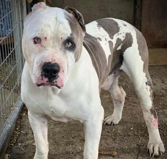 Photo of Handsome Toro