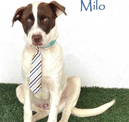 Photo of Milo