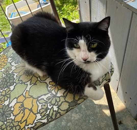 Photo of Lyric