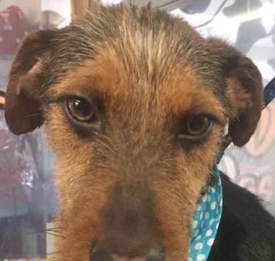 Photo of Manolo ' ADOPTED:)