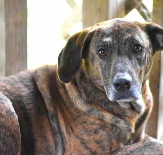 Photo of Rosie (Trinity)