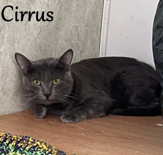 Photo of Cirrus