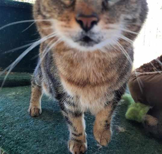 Photo of Gracie