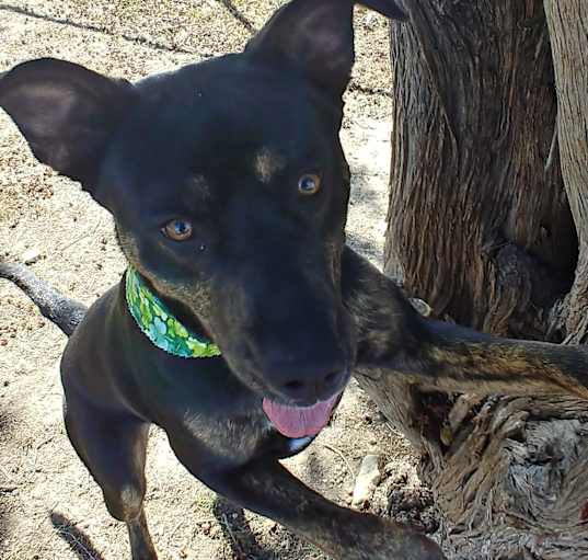 Photo of Luna