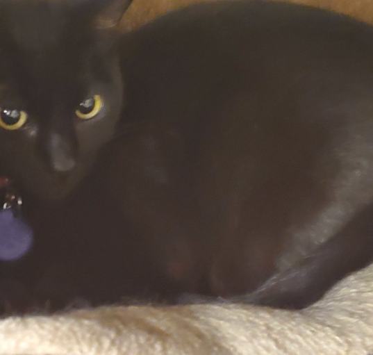 Photo of Phoebe