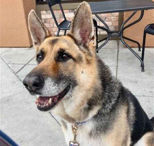 Photo of Scout