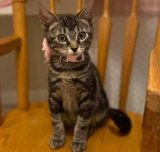 Photo of Cats/Kittens