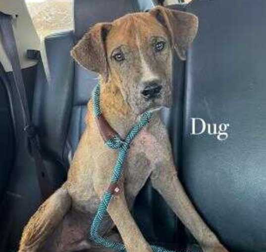Photo of Dug