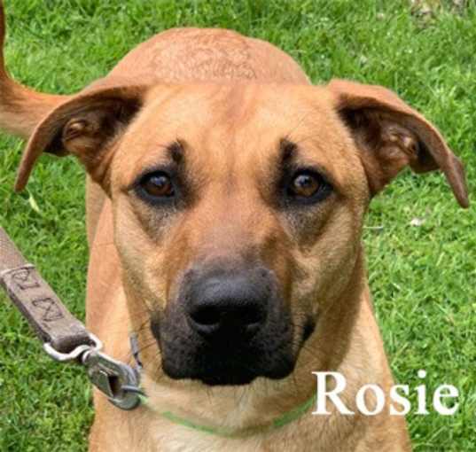 Photo of Rosie