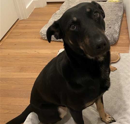 Photo of Lily