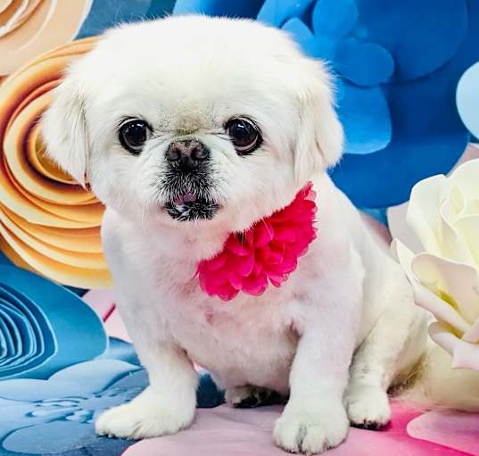 Photo of Annie