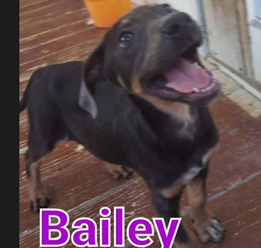 Photo of Bailey