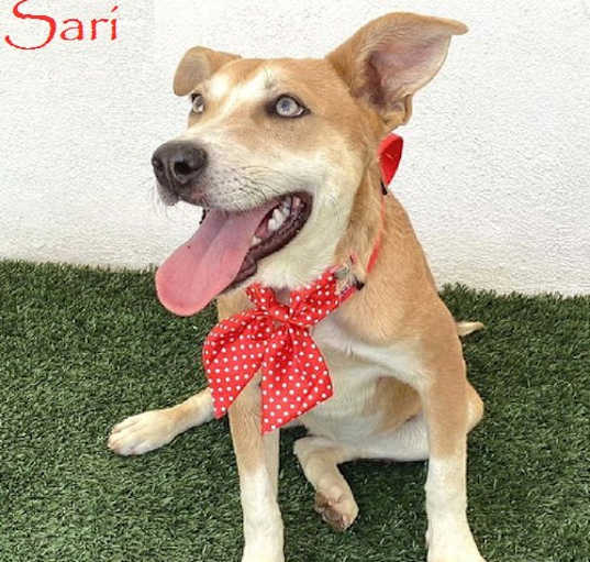 Photo of Sari