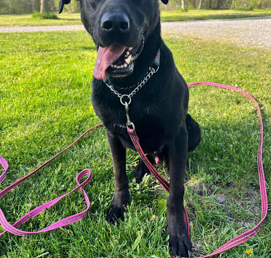 Photo of Bear