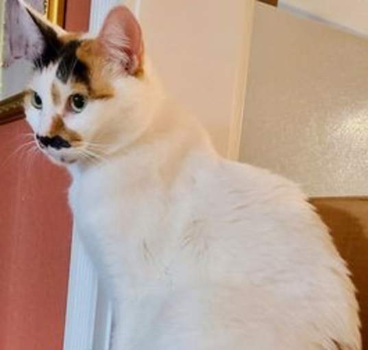 Photo of Brie 04-4279