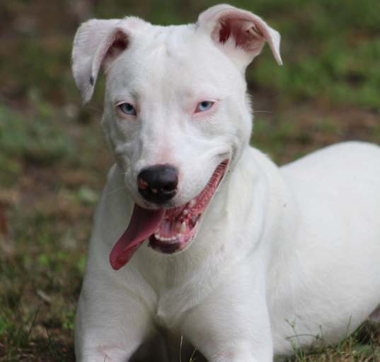 Photo of Lilly (deaf)