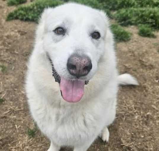 Photo of Opal