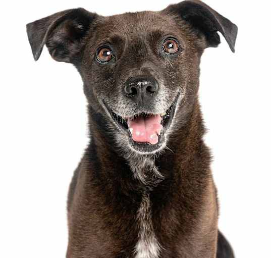 Photo of Sergeant